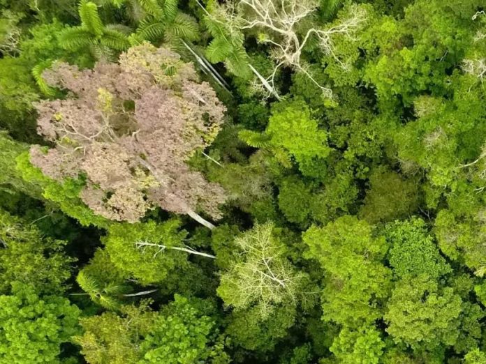 Research: The Amazon Might Be Past the Point of Saving