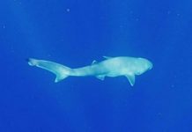 Researchers Identify New Species of Elusive Deep-Sea Shark Researchers Identify New Species of Elusive Deep-Sea Shark