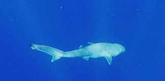 Researchers Identify New Species of Elusive Deep-Sea Shark Researchers Identify New Species of Elusive Deep-Sea Shark