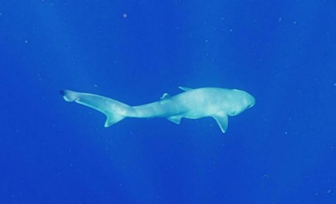 Researchers Identify New Species of Elusive Deep-Sea Shark