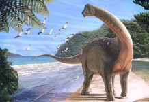 Researchers discover ‘the Holy Grail of dinosaurs’ in Africa Researchers discover 'the Holy Grail of dinosaurs' in Africa