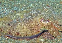 Researchers discover the secrets behind the cuttlefish’s 3D ‘invisibility cloak’ Researchers discover the secrets behind the cuttlefish's 3D 'invisibility cloak'