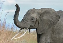 Researchers map DNA of the elephant family Researchers map DNA of the elephant family