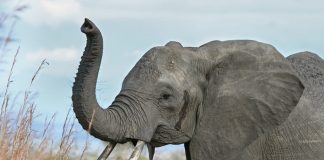 Researchers map DNA of the elephant family Researchers map DNA of the elephant family