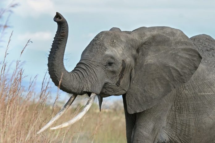Researchers map DNA of the elephant family