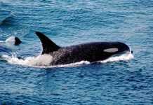 Researchers taught a killer whale to imitate human speech Researchers taught a killer whale to imitate human speech