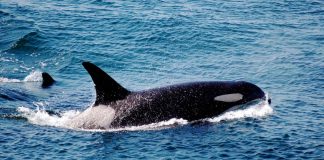 Researchers taught a killer whale to imitate human speech Researchers taught a killer whale to imitate human speech