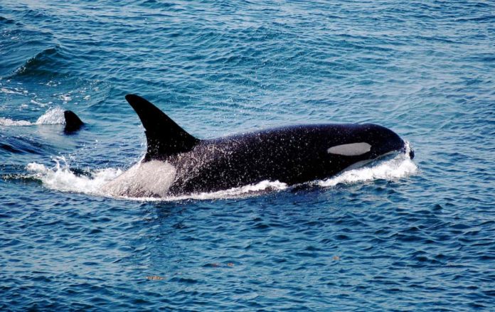 Researchers taught a killer whale to imitate human speech