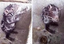 Showering rat takes the internet by storm (Watch) Showering rat takes the internet by storm (Watch)