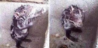 Showering rat takes the internet by storm (Watch) Showering rat takes the internet by storm (Watch)