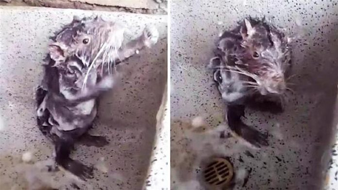 Showering rat takes the internet by storm (Watch)