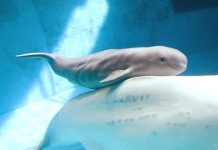 Tyonek, Beluga whale will be moved to SeaWorld San Antonio Tyonek: Beluga whale will be moved to SeaWorld San Antonio