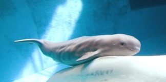 Tyonek, Beluga whale will be moved to SeaWorld San Antonio Tyonek: Beluga whale will be moved to SeaWorld San Antonio