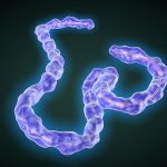 AAV Gene Therapy Successfully Protects Against Ebola in Mice AAV Gene Therapy Successfully Protects Against Ebola in Mice