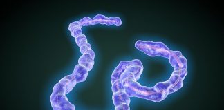 AAV Gene Therapy Successfully Protects Against Ebola in Mice AAV Gene Therapy Successfully Protects Against Ebola in Mice