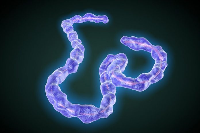 AAV Gene Therapy Successfully Protects Against Ebola in Mice
