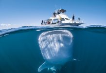 Incredible photo captures moment huge whale shark loomed underneath boat Incredible photo captures moment huge whale shark loomed underneath boat