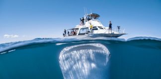 Incredible photo captures moment huge whale shark loomed underneath boat Incredible photo captures moment huge whale shark loomed underneath boat