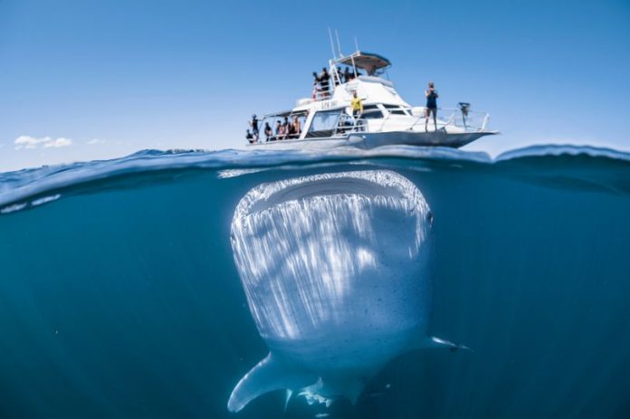 Incredible photo captures moment huge whale shark loomed underneath boat