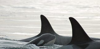 Male Killer Whale Killed Infant To Mate With Mother (Picture) Male Killer Whale Killed Infant To Mate With Mother (Picture)