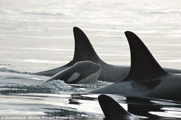 Male Killer Whale Killed Infant To Mate With Mother (Picture)