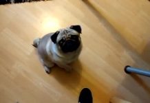 Mark Meecha who taught dog Nazi salute found guilty of hate crime (Details) Mark Meecha who taught dog Nazi salute found guilty of hate crime