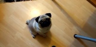 Mark Meecha who taught dog Nazi salute found guilty of hate crime (Details) Mark Meecha who taught dog Nazi salute found guilty of hate crime