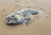 Massive mystery sea creature washes up on shore (Picture) Massive mystery sea creature washes up on shore (Picture)