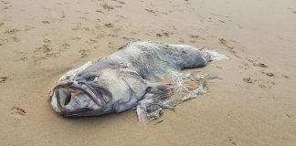 Massive mystery sea creature washes up on shore (Picture) Massive mystery sea creature washes up on shore (Picture)