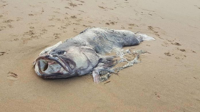Massive mystery sea creature washes up on shore (Picture)