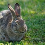 Mid-island rabbit owners warned about deadly virus, Report Mid-island rabbit owners warned about deadly virus, Report