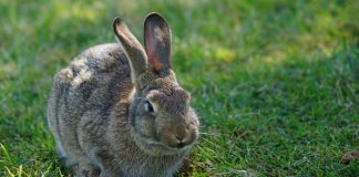 Mid-island rabbit owners warned about deadly virus, Report Mid-island rabbit owners warned about deadly virus, Report