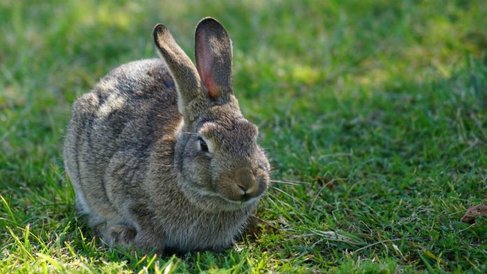 Mid-island rabbit owners warned about deadly virus, Report