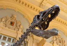 Mystery dinosaur goes up for auction, Report Nine-meters long fossilized Dinosaur to be auctioned in Paris
