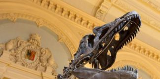 Mystery dinosaur goes up for auction, Report Nine-meters long fossilized Dinosaur to be auctioned in Paris