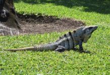 Research: Ancient Reptile Could Detach Tail To Escape Predators Research: Ancient Reptile Could Detach Tail To Escape Predators