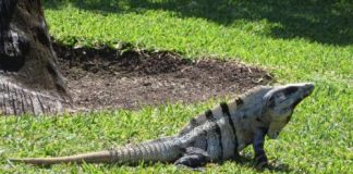 Research: Ancient Reptile Could Detach Tail To Escape Predators Research: Ancient Reptile Could Detach Tail To Escape Predators