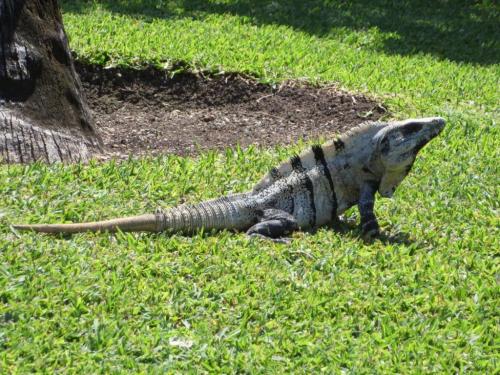Research: Ancient Reptile Could Detach Tail To Escape Predators