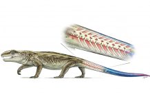 Research: Ancient reptile that could detach its tail identified Research: Ancient reptile that could detach its tail identified