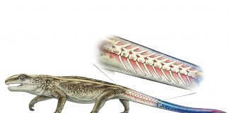 Research: Ancient reptile that could detach its tail identified Research: Ancient reptile that could detach its tail identified