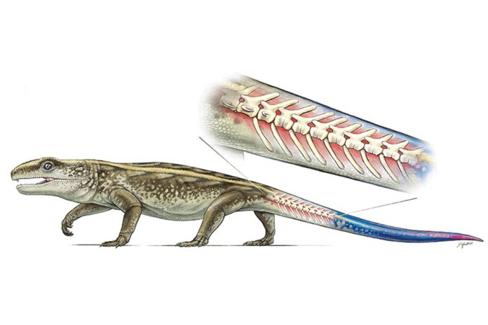 Research: Ancient reptile that could detach its tail identified