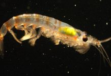Research: Antarctic krill break down microplastics Research: Antarctic krill break down microplastics
