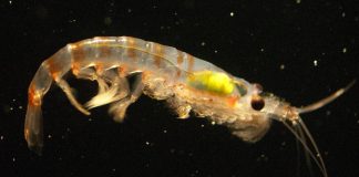 Research: Antarctic krill break down microplastics Research: Antarctic krill break down microplastics