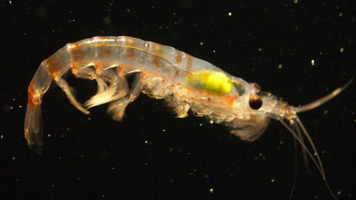 Research: Antarctic krill break down microplastics