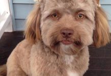 This Dog Has A Human Face And It’s Freaking People Out (Photo) This Dog Has A Human Face And It's Freaking People Out (Photo)
