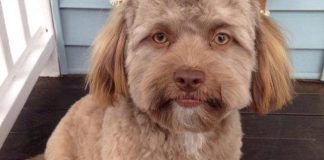 This Dog Has A Human Face And It’s Freaking People Out (Photo) This Dog Has A Human Face And It's Freaking People Out (Photo)