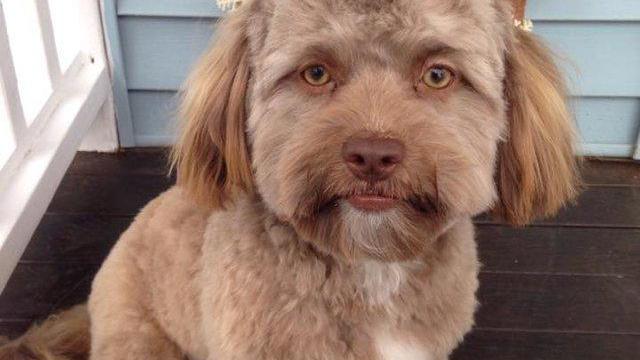This Dog Has A Human Face And It's Freaking People Out (Photo)
