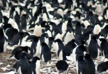 Video: researchers discover hidden supercolony of 1.5 million penguins Video: Secret ‘city of penguins’ hidden in the Danger Islands of Antarctica