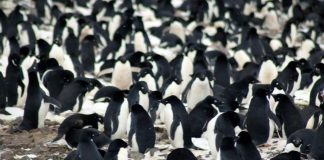 Video: researchers discover hidden supercolony of 1.5 million penguins Video: Secret ‘city of penguins’ hidden in the Danger Islands of Antarctica