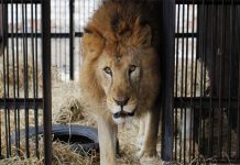 Lion Cubs Poisoned at Queen Elizabeth National Park Lion Cubs Poisoned at Queen Elizabeth National Park